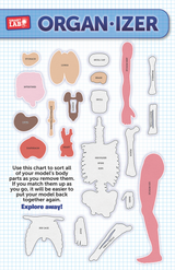 Colorful squishy human body toy by EDC Publishing, featuring detailed anatomy and soft, squeezable texture.