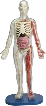 Squishy human body model by EDC Publishing showing detailed anatomy with soft, squishy texture for educational and sensory use.