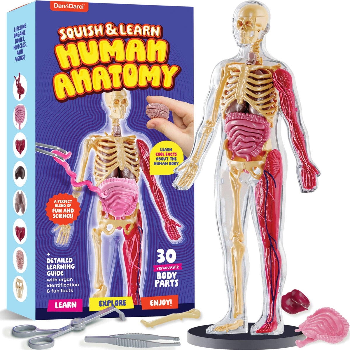 Dan&Darci Squishy Human Anatomy