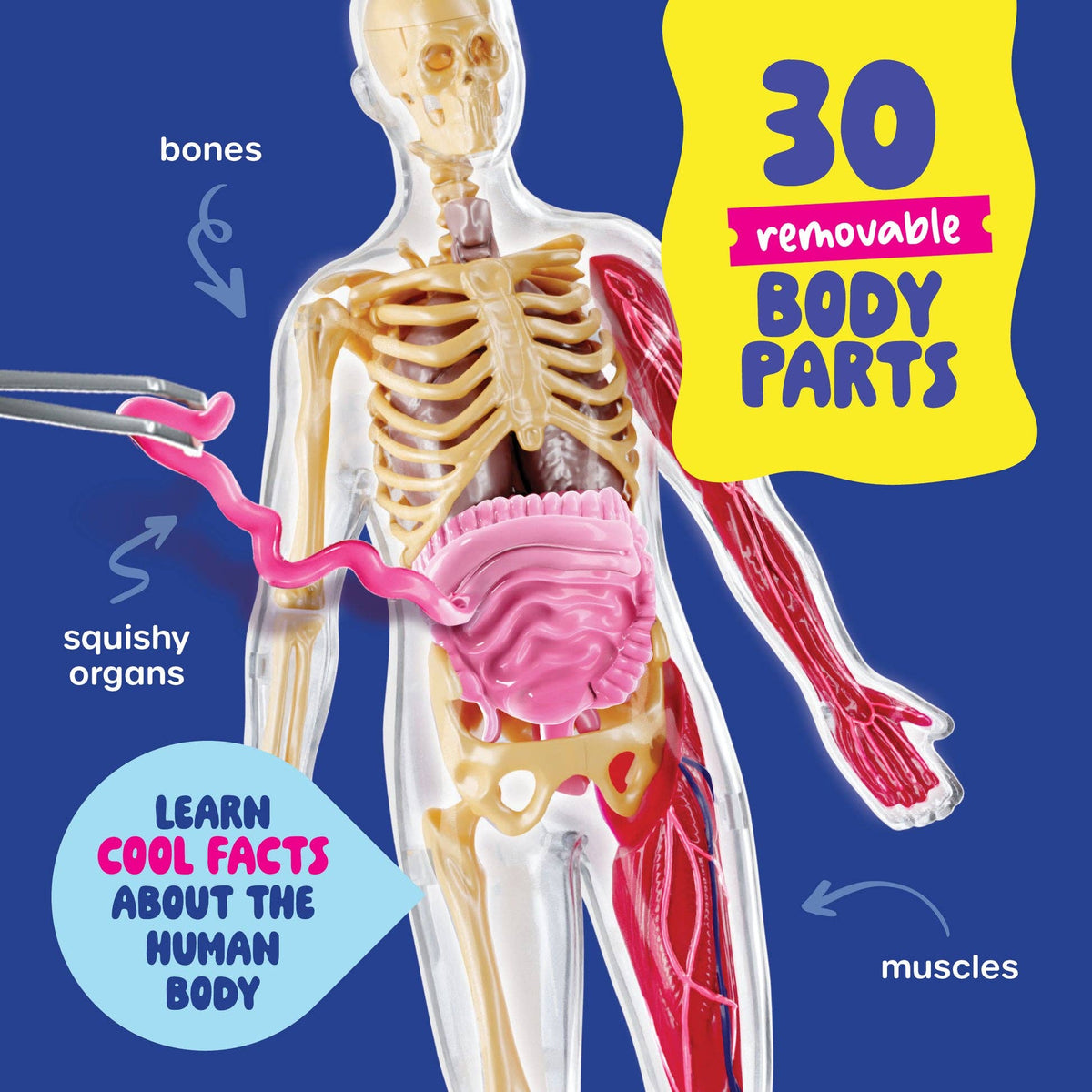 Dan&Darci Squishy Human Anatomy