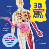 Dan&Darci Squishy Human Anatomy Squishy Body Model