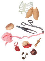 Squishy human body educational model from EDC Publishing showing internal organs and anatomical features.